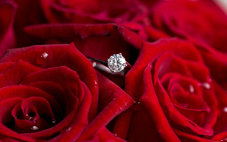 цветы, розы, красные, кольцо, бриллиант, flowers, roses, red, ring, diamond