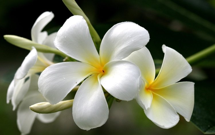 цветы, желтый, белый, плюмерия, франжипани, flowers, yellow, white, plumeria, frangipani