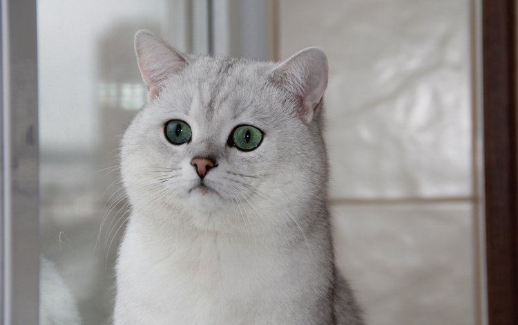 кошка, окно, зеленые глаза, британская шиншилла, cat, window, green eyes, british chinchilla