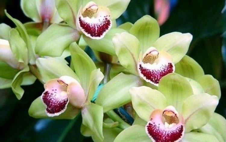 цветы, растения, орхидея, орхидеи, flowers, plants, orchid, orchids