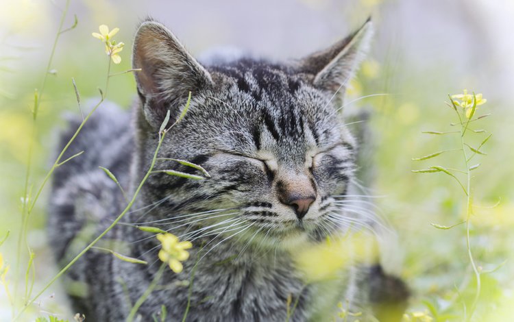 цветы, трава, кот, кошка, серый, flowers, grass, cat, grey