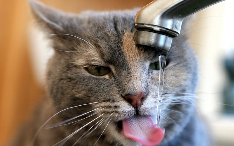 кран, льётся вода, кот утоляет жажду, crane, water flows, the cat quenches thirst
