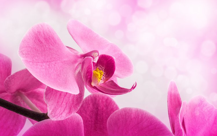 фон, цветок, лепестки, розовые, стебель, орхидея, background, flower, petals, pink, stem, orchid
