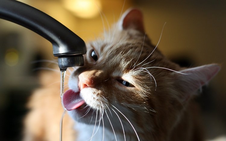 вода, кот, кран, котэ, струйка, очень хочет пить, water, cat, crane, kote, stream, very thirsty