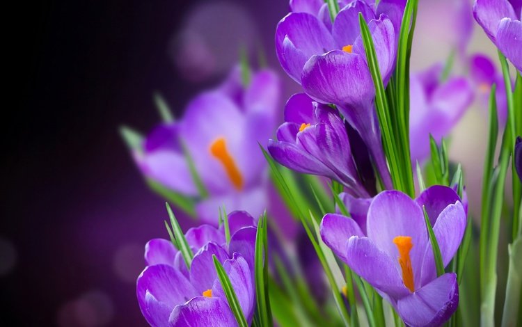 цветы, лепестки, ирисы, крокусы, красива,  цветы, фиолетовые крокусы, crocus, цветком, flowers, petals, irises, crocuses, beautiful, purple crocuses, flower