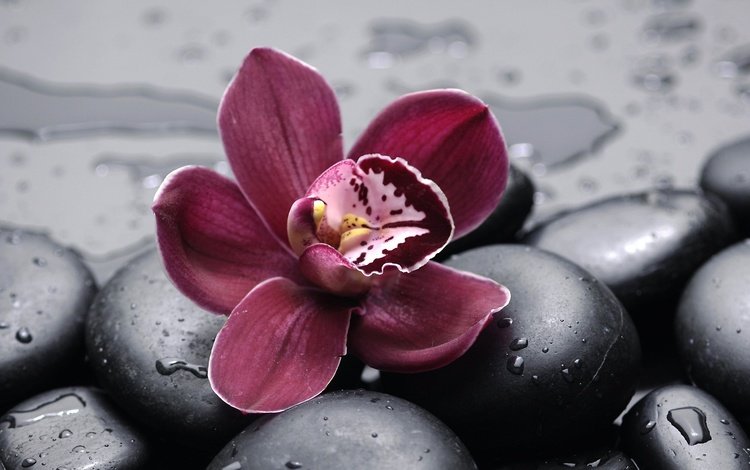 камни, галька, цветок, капли, лепестки, дождь, орхидея, орхидея на черных камнях, stones, pebbles, flower, drops, petals, rain, orchid, orchid on black stones
