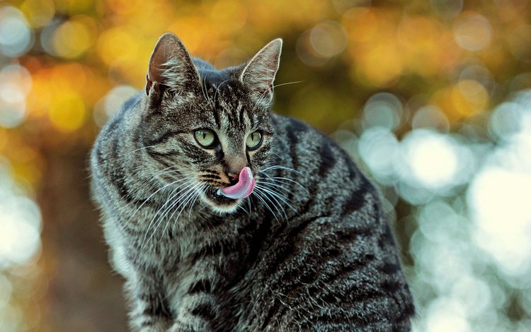 фон, кот, мордочка, усы, кошка, серый, блики, полосатый, background, cat, muzzle, mustache, grey, glare, striped
