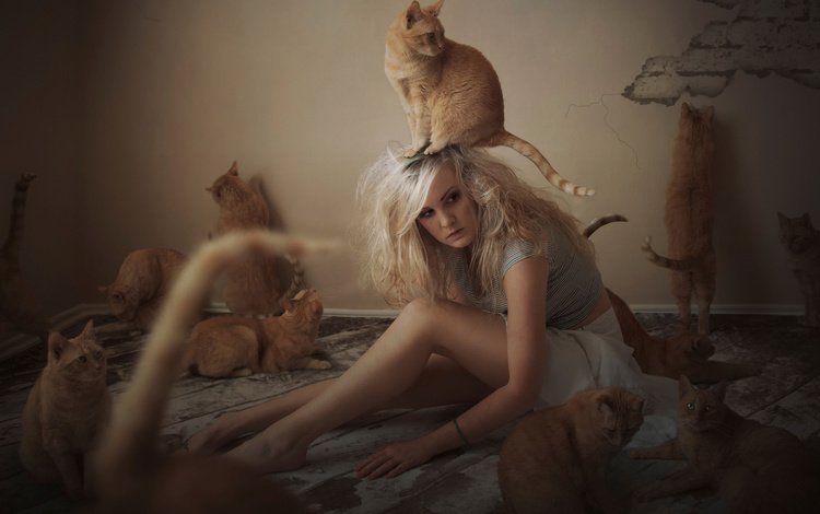 девушка, коты, кошки, рыжие, girl, cats, red