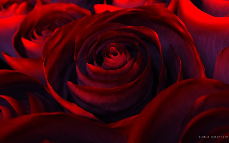 цветы, роза, красная, краcный, beautiful nature wallpapers, цветком, flowers, rose, red, flower