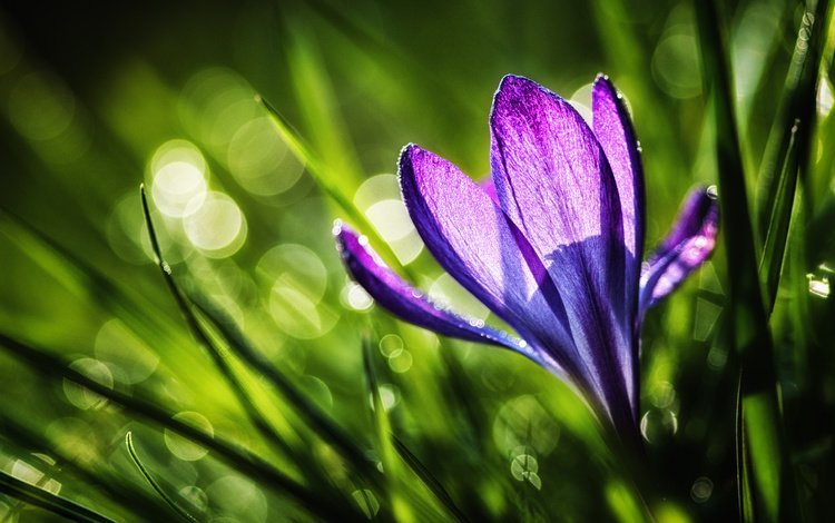 трава, природа, цветок, фиолетовый, весна, крокус, grass, nature, flower, purple, spring, krokus