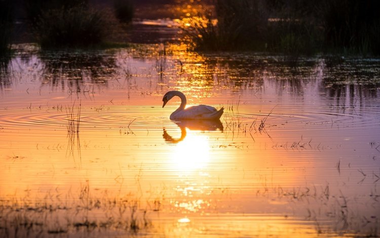 свет, солнце, отражение, водоем, лебедь, грация, light, the sun, reflection, pond, swan, grace