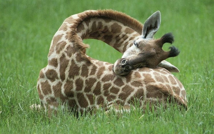трава, сон, отдых, жираф, рожки, шея, grass, sleep, stay, giraffe, horns, neck