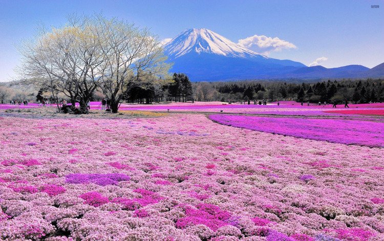 цветы, деревья, пейзаж, япония, вулкан, flowers, trees, landscape, japan, the volcano
