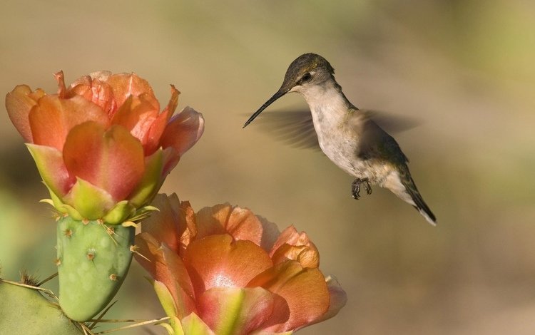 природа, фон, пейзаж, цветок, птица, колибри, nature, background, landscape, flower, bird, hummingbird
