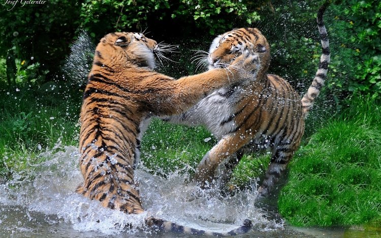 тигр, брызги, игра, пара, дикие кошки, хищники, купание, драка, tiger, squirt, the game, pair, wild cats, predators, bathing, fight