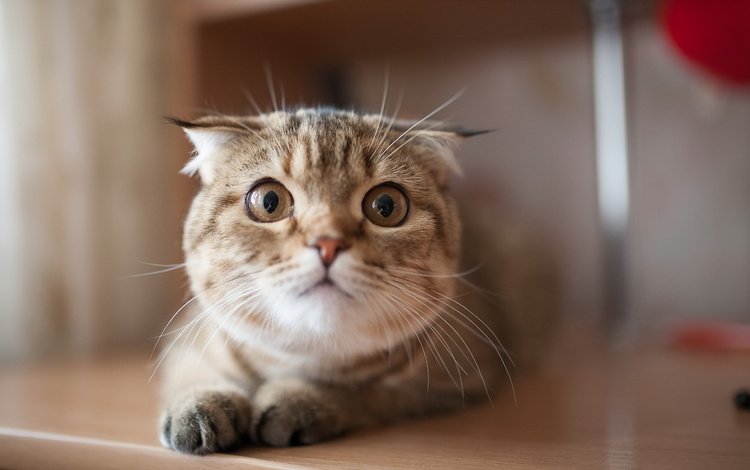 фон, кошка, взгляд, шотландская вислоухая кошка, background, cat, look, scottish fold cat