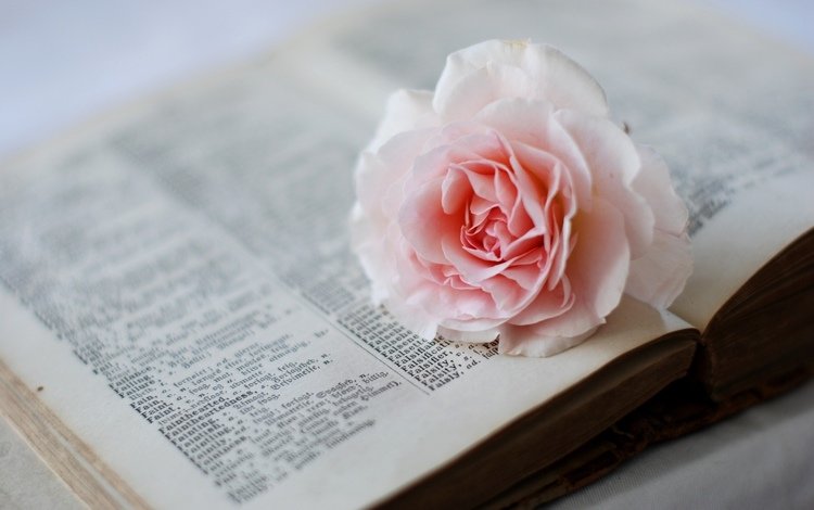 цветок, роза, розовая, книга, страницы, словарь, flower, rose, pink, book, page, dictionary