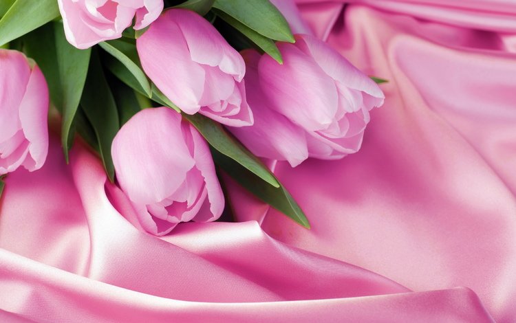розовый, тюльпаны, 8 марта, шелк, pink, tulips, march 8, silk