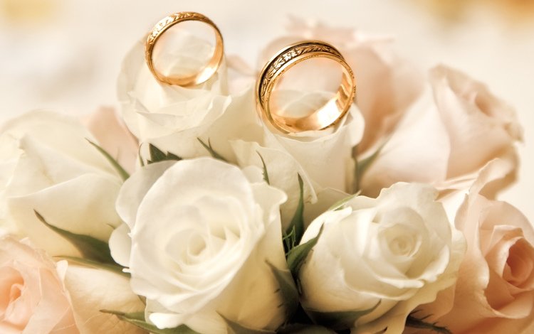 бутоны, розы, белые, обручальные кольца, buds, roses, white, engagement rings