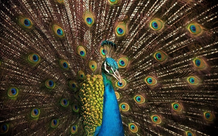 цвета, птица, павлин, перья, хвост, color, bird, peacock, feathers, tail