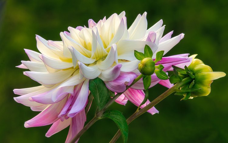 бутоны, фон, цветок, георгин, бело-розовый, buds, background, flower, dahlia, pink and white