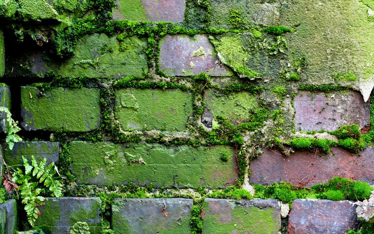 узор, стена, мох, кирпич, кирпичная стена, moss (узор, мох), pattern, wall, moss, brick, brick wall, moss (pattern, moss)
