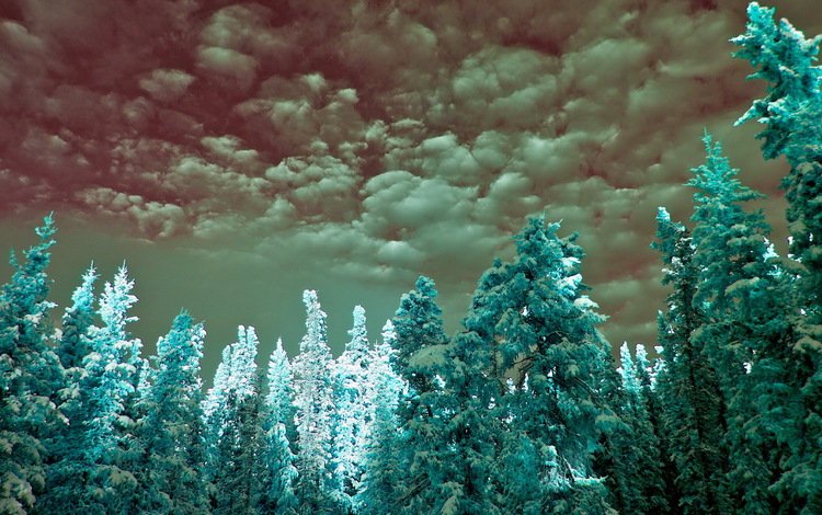 облака, ель, неба, infrared, cyan, clouds, spruce, sky