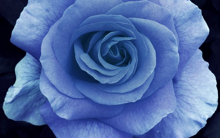 макро, роза, лепестки, голубая, macro, rose, petals, blue