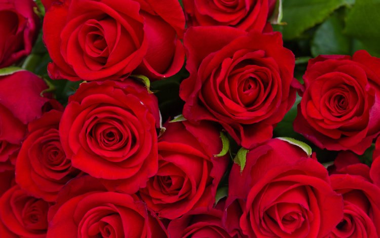 цветы, бутоны, розы, красные, букет, flowers, buds, roses, red, bouquet