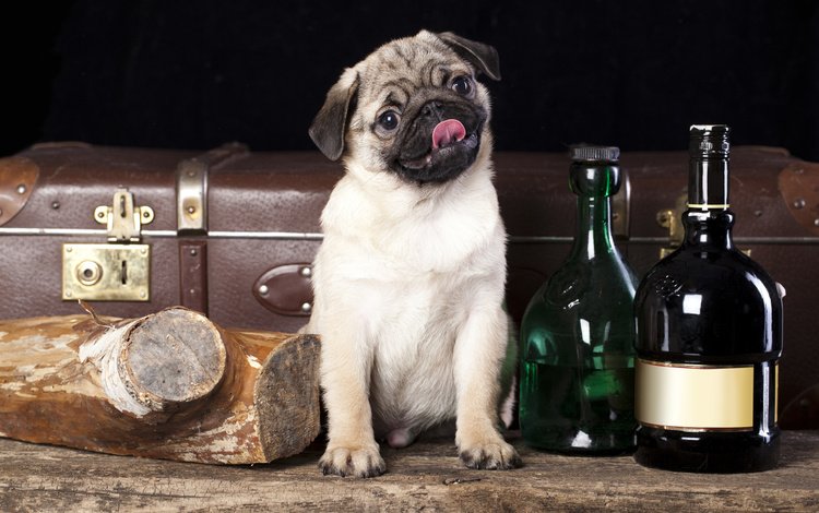собака, бутылки, чемодан, полено, мопс, dog, bottle, suitcase, log, pug