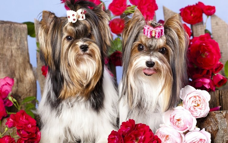 цветы, макро, фото, розы, позитив, собачки, йоркширский терьер, flowers, macro, photo, roses, positive, dogs, yorkshire terrier
