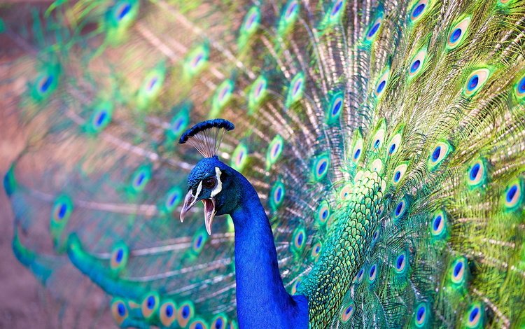 красота, птица, павлин, beauty, bird, peacock