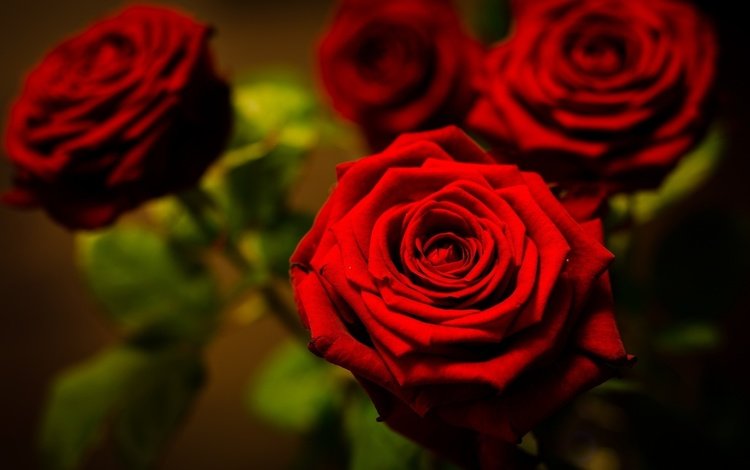 цветы, макро, фото, розы, красный, flowers, macro, photo, roses, red