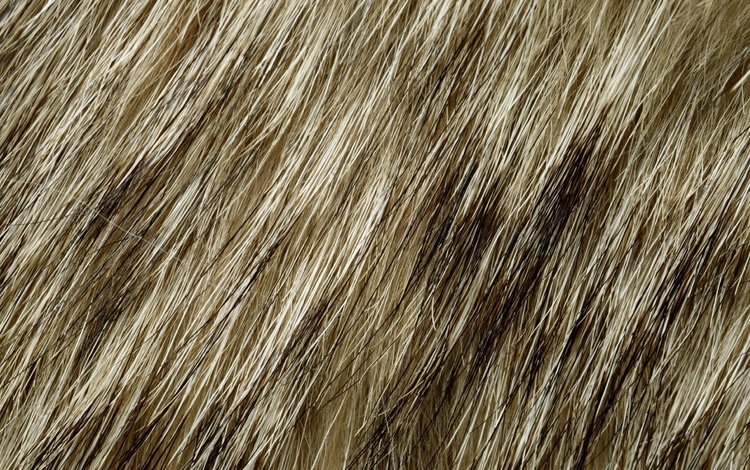 текстура, мех, animal texture, фон на рабочий, текстура меха, texture, fur, background desktop, the texture of the fur