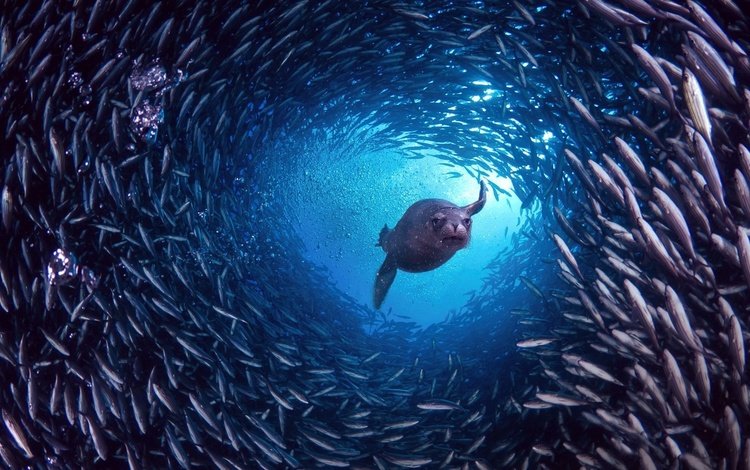 вода, галапагосы, природа, пузырки., океан, под водой, охота, рыба, косяк, морской котик, water, the galapagos, nature, puzyrky., the ocean, under water, hunting, fish, cant, navy seal