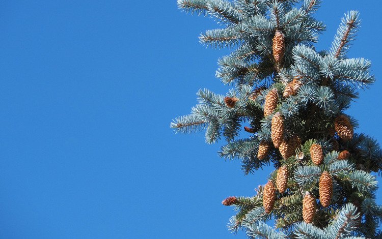 шишки, голубая ель, bumps, blue spruce