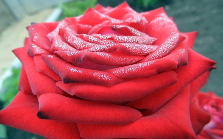 роза, красная, rose, red