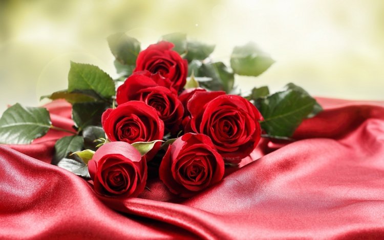 цветы, макро, фото, розы, красный фон, flowers, macro, photo, roses, red background