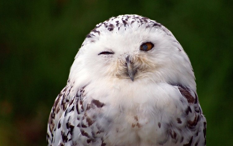 птица, полярная сова, белая сова, bird, snowy owl, white owl