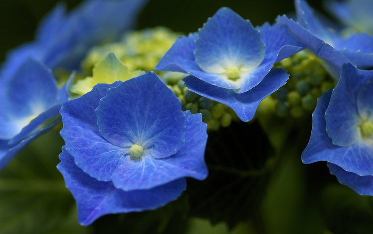 соцветия, синяя, гортензия, куст., inflorescence, blue, hydrangea, bush.
