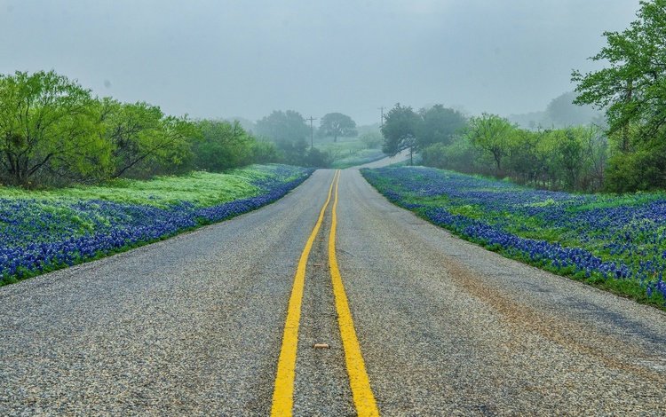 дорога, деревья, пейзаж, туман, техас-хилл, road, trees, landscape, fog, texas hill