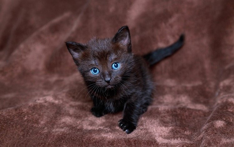 котенок, черный, малыш, грустит, голубоглазый, kitty, black, baby, sad, blue-eyed