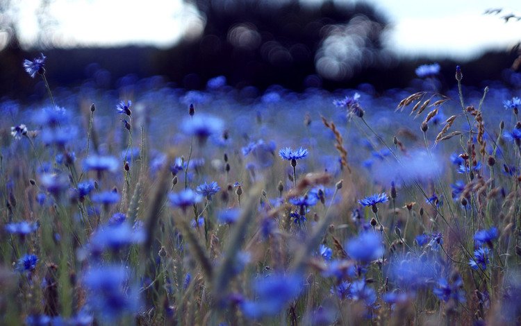 поле, синее, васильки, field, blue, cornflowers