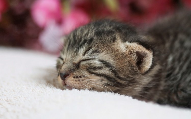 кот, кошка, сон, котенок, малыш, спящий, cat, sleep, kitty, baby