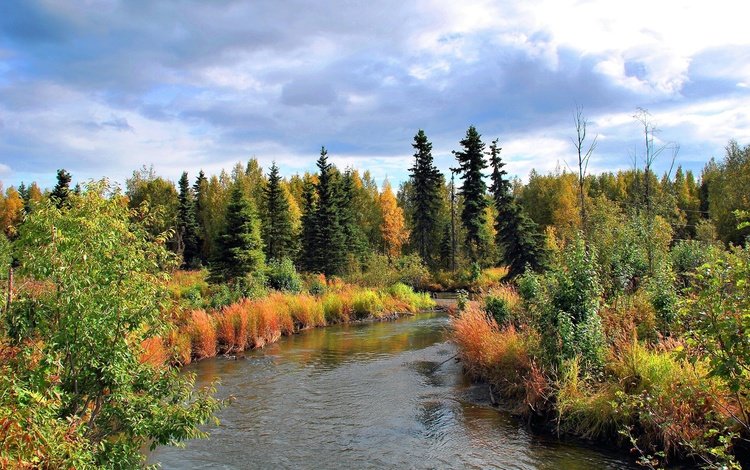 деревья, лес, пейзаж, осень, речка, аляска, trees, forest, landscape, autumn, river, alaska