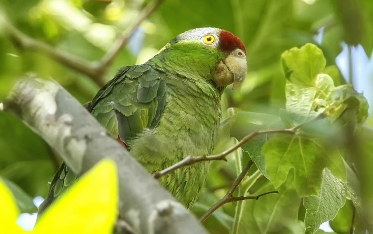 птица, попугай, зеленощёкий амазон, bird, parrot, selenodesy amazon
