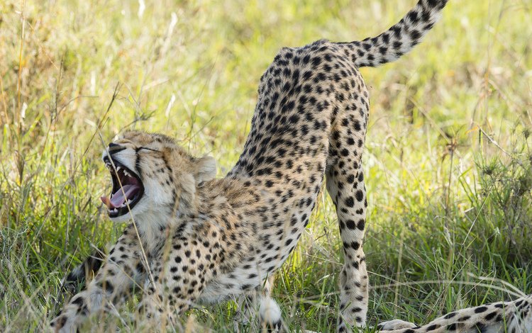 котенок, хищник, оскал, гепард, саванна, тянется, kitty, predator, grin, cheetah, savannah, stretches