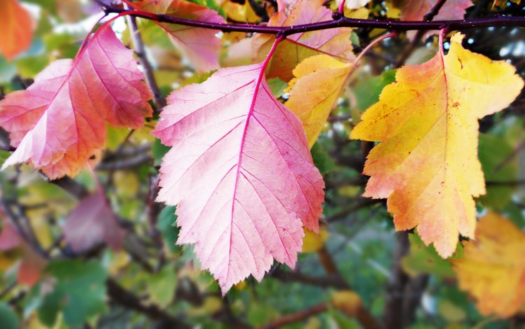листья, осень, крупный план, leaves, autumn, close-up