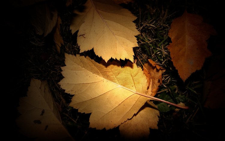 трава, ночь, листья, осень, фонарик, grass, night, leaves, autumn, flashlight