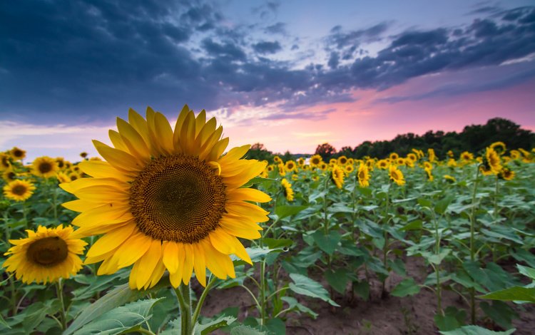 вечер, закат, поле, лето, подсолнухи, the evening, sunset, field, summer, sunflowers